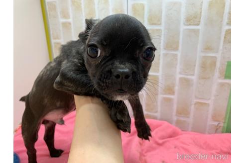 成約済の東京都のフレンチブルドッグ-160356