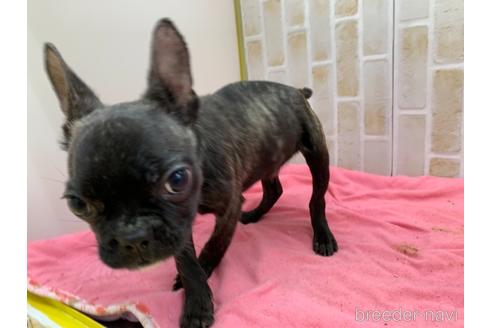 成約済の東京都のフレンチブルドッグ-160356の2枚目