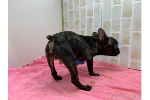 成約済の東京都のフレンチブルドッグ-160356の3枚目