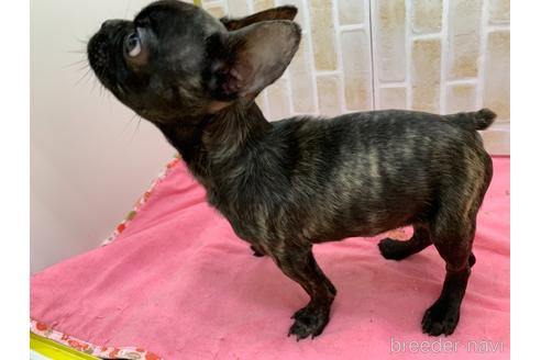 成約済の東京都のフレンチブルドッグ-160356の4枚目