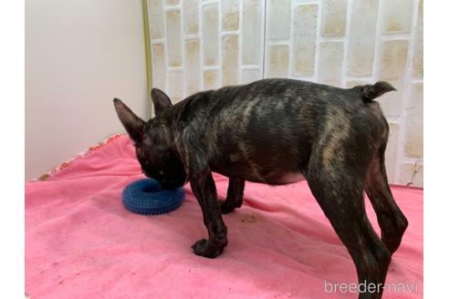 成約済の東京都のフレンチブルドッグ-160356の5枚目