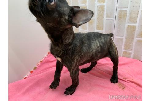 成約済の東京都のフレンチブルドッグ-160356の6枚目