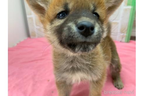 成約済の東京都の豆柴-160355の20枚目