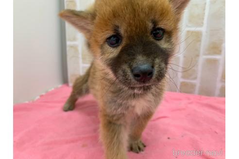 成約済の東京都の豆柴-160355の19枚目