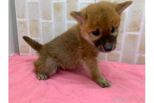 成約済の東京都の豆柴-160355の18枚目