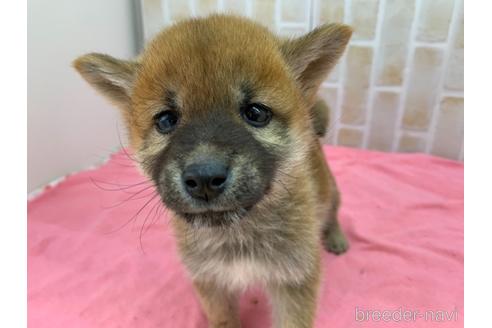 成約済の東京都の豆柴-160355の17枚目