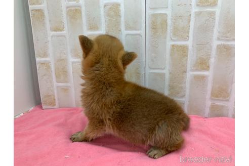 成約済の東京都の豆柴-160355の16枚目