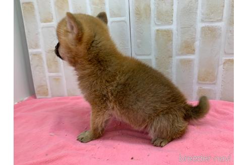 成約済の東京都の豆柴-160355の15枚目