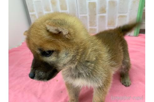 成約済の東京都の豆柴-160355の14枚目