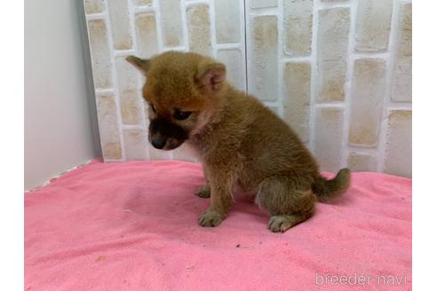 成約済の東京都の豆柴-160355の13枚目