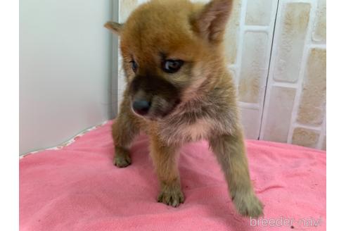 成約済の東京都の豆柴-160355の12枚目