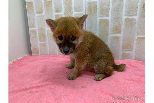 成約済の東京都の豆柴-160355の11枚目