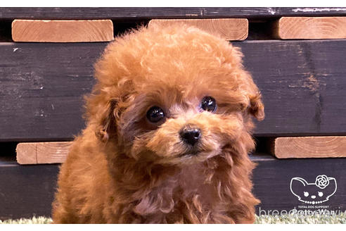 成約済の愛知県のタイニープードル-160370の1枚目