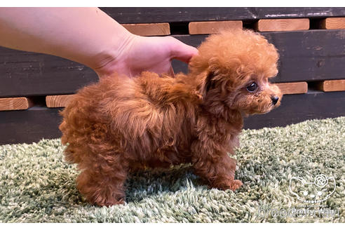 成約済の愛知県のタイニープードル-160370の4枚目