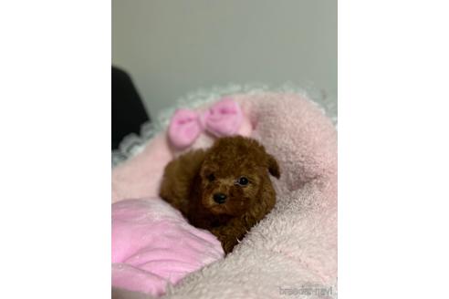 成約済の茨城県のタイニープードル-158267の1枚目