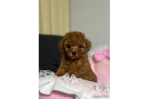 成約済の茨城県のタイニープードル-158267の5枚目