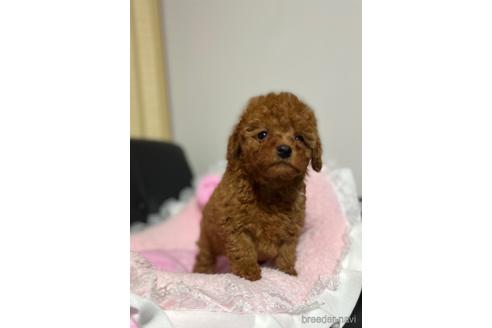 成約済の茨城県のタイニープードル-158267の2枚目