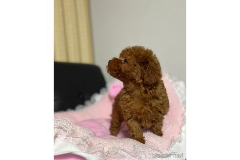 成約済の茨城県のタイニープードル-158267の3枚目