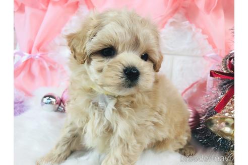 成約済の神奈川県のマルプー:マルチーズ×トイプードル-159516の3枚目