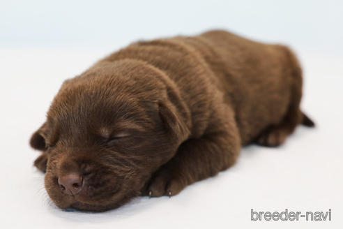成約済の神奈川県のラブラドールレトリーバー-160381