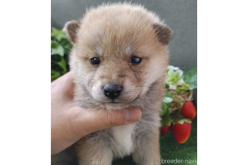 成約済の鹿児島県の柴犬-157242の1枚目