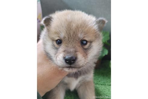 成約済の鹿児島県の柴犬-157245の1枚目