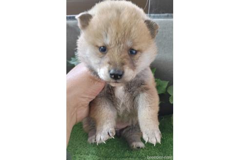 成約済の鹿児島県の柴犬-157213の1枚目