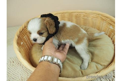 成約済の埼玉県のキャバリアキングチャールズスパニエル-160401の4枚目