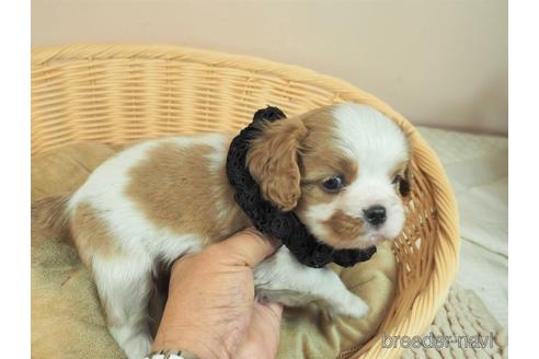 成約済の埼玉県のキャバリアキングチャールズスパニエル-160401の5枚目