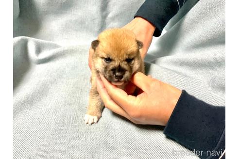 成約済の奈良県の柴犬-160403の9枚目