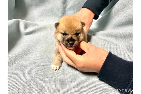 成約済の奈良県の柴犬-160403の10枚目