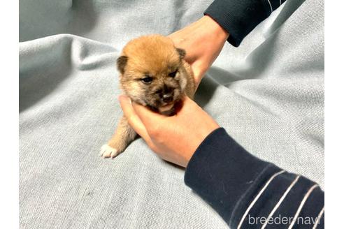 成約済の奈良県の柴犬-160403の11枚目