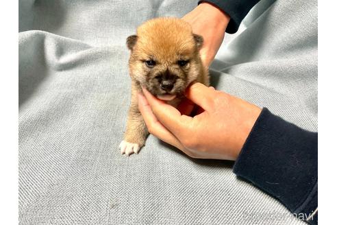 成約済の奈良県の柴犬-160403の6枚目
