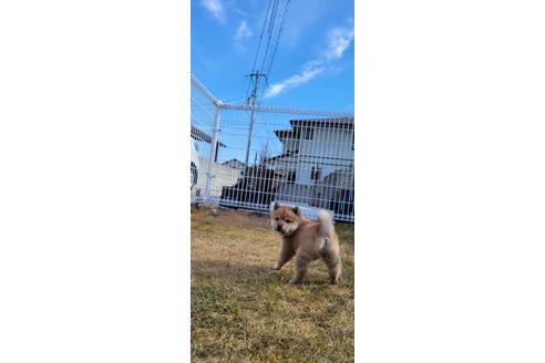 成約済の香川県の豆柴-160404の6枚目