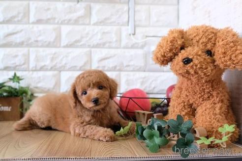 成約済の滋賀県のトイプードル-158683の1枚目