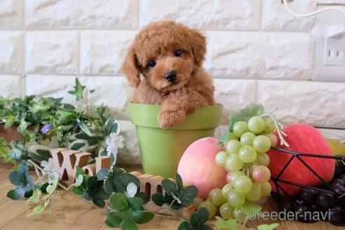 成約済の滋賀県のトイプードル-158683の5枚目