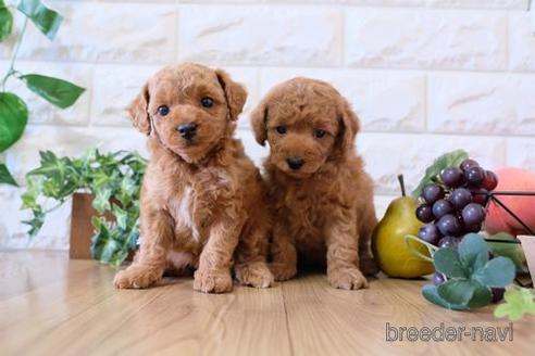 成約済の滋賀県のトイプードル-158683の4枚目