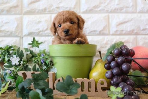 成約済の滋賀県のトイプードル-158683の3枚目