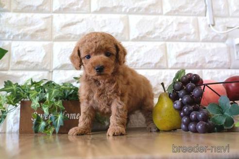 成約済の滋賀県のトイプードル-158683の2枚目