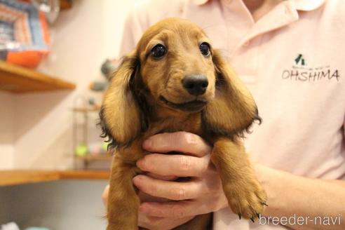 成約済の愛知県のカニンヘンダックスフンド(ロングヘアード)-148693の4枚目