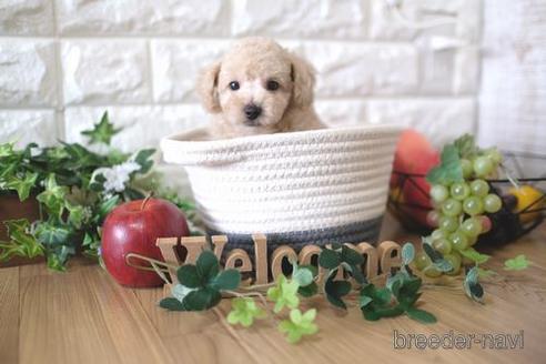 成約済の滋賀県のトイプードル-158687の1枚目