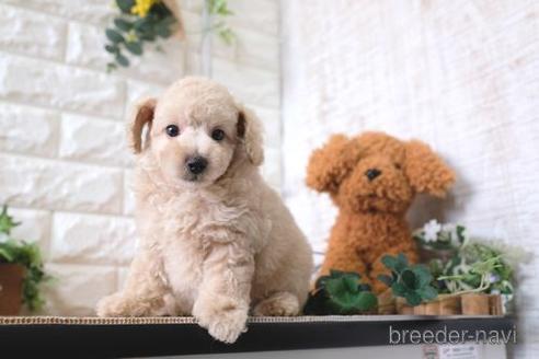 成約済の滋賀県のトイプードル-158687の7枚目