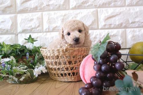 成約済の滋賀県のトイプードル-158687の5枚目