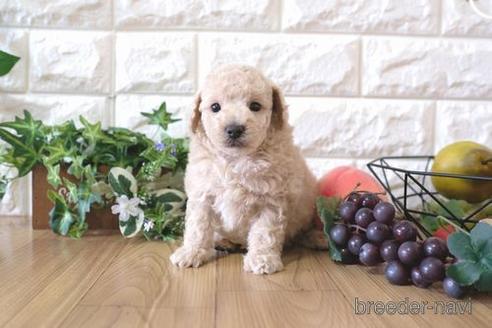 成約済の滋賀県のトイプードル-158687の4枚目