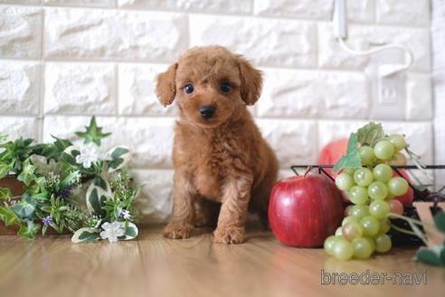 成約済の滋賀県のトイプードル-158698の1枚目