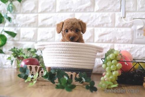 成約済の滋賀県のトイプードル-158698の7枚目