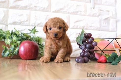 成約済の滋賀県のトイプードル-158698の5枚目