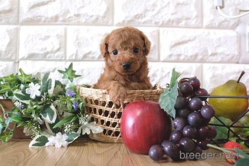 成約済の滋賀県のトイプードル-158698の4枚目
