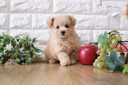 成約済の滋賀県のトイプードル-158696の1枚目