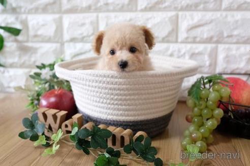 成約済の滋賀県のトイプードル-158696の5枚目